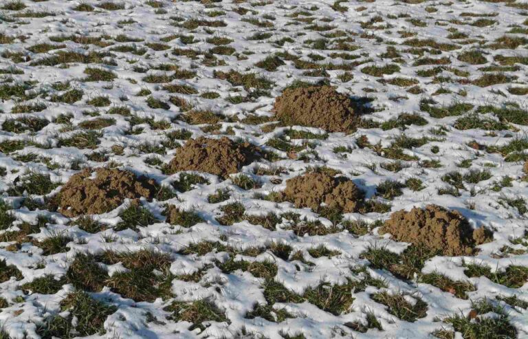 Zahrada plná krtinců: Humánní a efektivní způsoby, jak krtka poslat o dům dál a ochránit svůj trávník