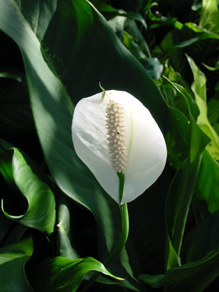 Toulcovka, FOTO: <a href="https://commons.wikimedia.org/wiki/File:Peace_Lily,_Spathiphyllum_Genus_(modified).jpg">Christopher Hollis</a>, Public domain, via Wikimedia Commons