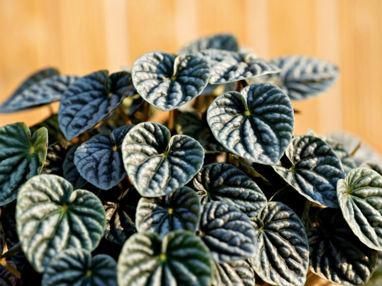 Rostliny, které snižují vlhkost v bytě: Zapomeňte na drahé přístroje, tyto rostliny jsou účinnými pomocníky