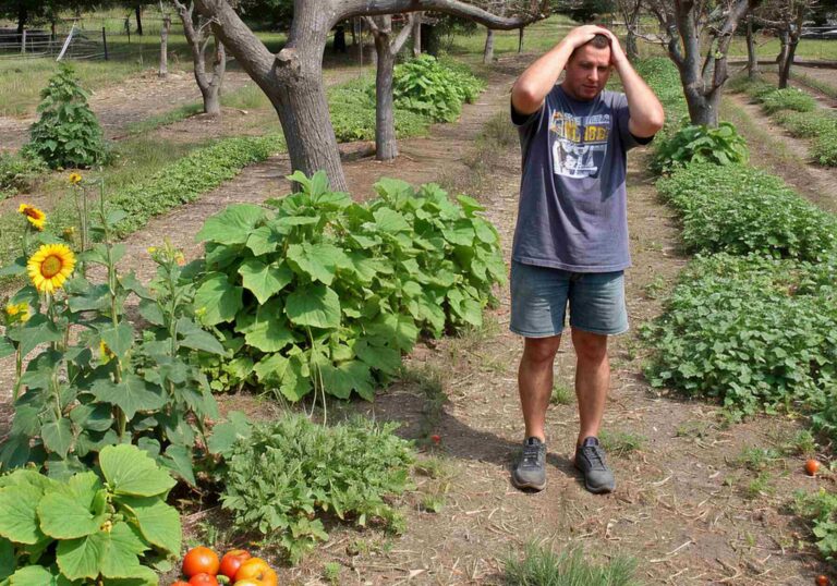 Zahrádkáři varují, co nesázet k ovocným stromům: Rajčata, brambory či slunečnice vám zničí úrodu