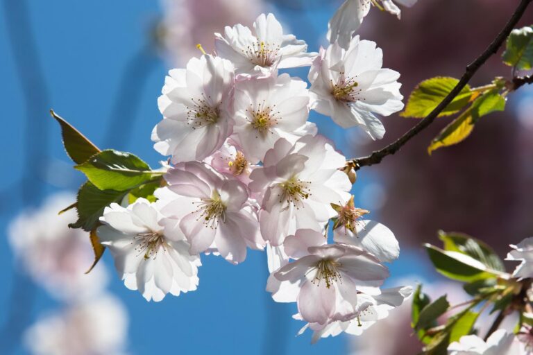 První máj: Oslava plodnosti a lásky nebo vzpomínka na stávku dělníků, která dopadla tragicky