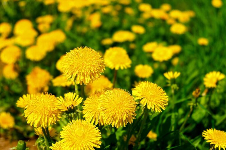 Pampelišky jsou léčivé: Možnosti využití „plevele“ a jak je zpracovat