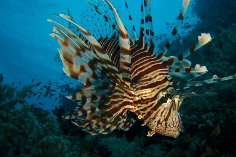 Chorvatsko hlásí přemnožení perutýna ďábelského. Jedovatá ryba dokáže svým bodnutím pořádně potrápit