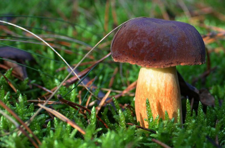 Po dešti rostou, ale za jak dlouho: Kde a kdy hledat první letní hřiby