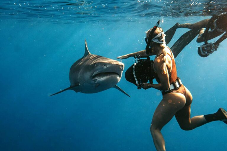 Chorvatsko, Řecko, Itálie či Španělsko: Kde se bát žraloka? Ve Středomoří je spíš rarita, V Egyptě častější