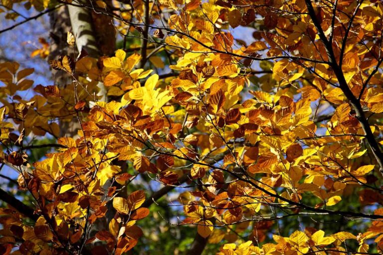 Teplé září potěší víno, ale hrom v září věští sníh: Staré pranostiky znovu ožívají