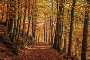 Podzim, FOTO: Pixabay.com