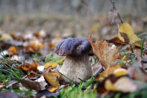 Jakmile přijdou mrazíky, je potřeba se mít při sběru hub na pozoru, FOTO: Pixabay.com