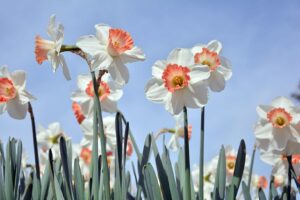 Narcisy, FOTO: Pixabay.com