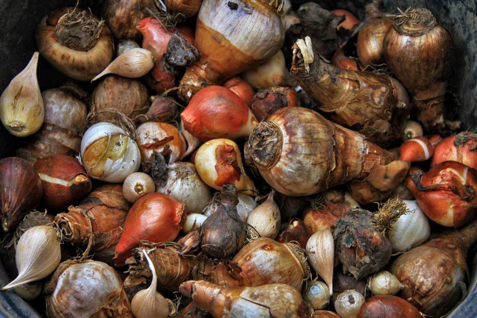 Cibulky sázejte dostatečně hluboko, FOTO: Pixabay.com