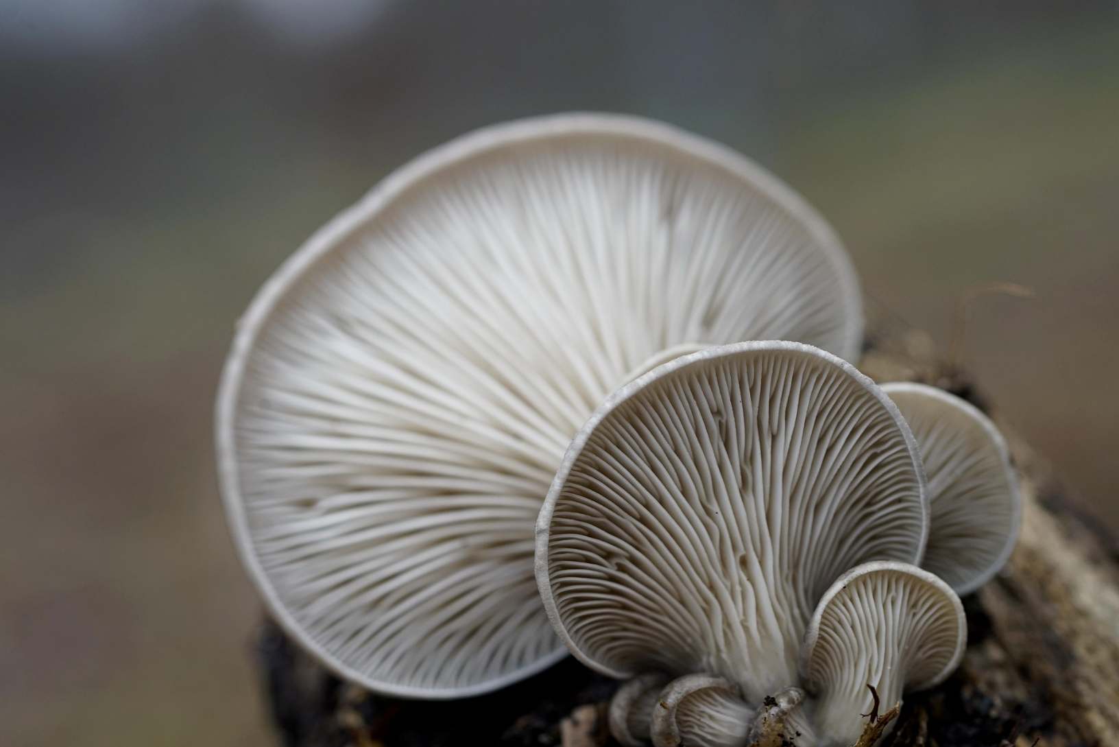 Hlíva, FOTO: Pixabay.com