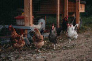 Farma Vojty Kotka - 4. díl, FOTO: Distr. FTV Prima