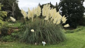 Okrasné trávy vyžadují péči, FOTO: Ornamental grass near Springlands by Ian Hawfinch, CC BY-SA 2.0, via Wikimedia Commons