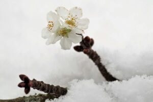 Jak správně postupovat, aby "Barborky" vykvetly?, FOTO: Pixabay.com