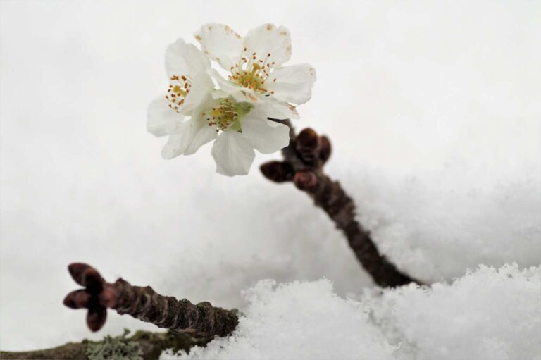 Barborky jako věštba i ozdoba. Jak na starý adventní zvyk, aby větvička opravdu vykvetla