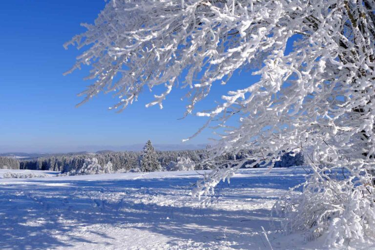 Vánoce na blátě? Meteoroložka Dagmar Honsová nemá dobré zprávy, šance na změnu tu stále je