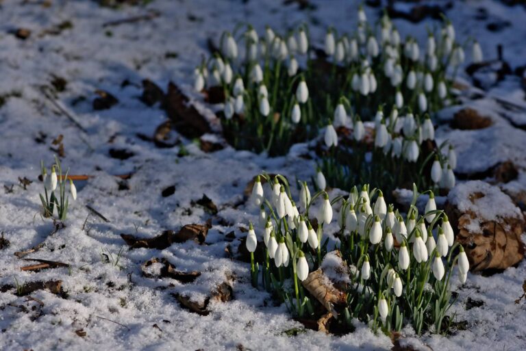 Týden plný změn počasí. Pondělní sněžení vystřídá jarní víkend s teplotním skokem