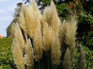 Jak pečovat o okrasné trávy po zimě? FOTO: Pixabay.com