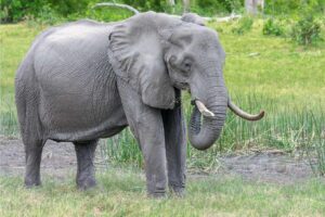 Slon v Zoo Lešná zabil slonici, ilustrační foto, FOTO: Pixabay.com