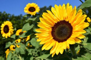 Co znamená zelená stuha se slunečnicemi? FOTO: Pixabay.com