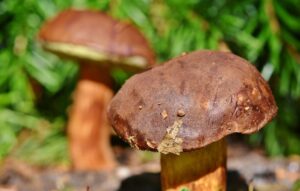 Na houby se milovníci houbaření jen tak nevydají, FOTO: Pixabay.com